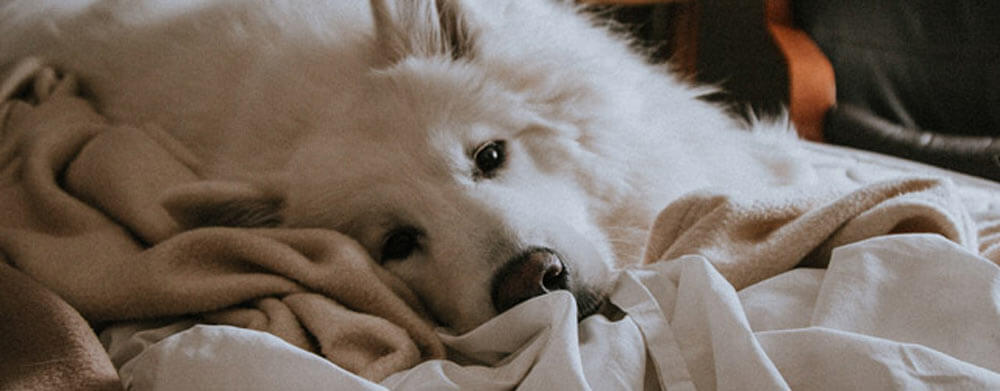 Why Is My Dog Leaking When Lying Down?