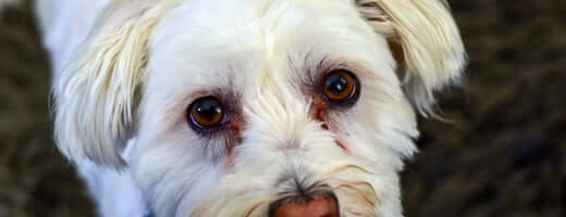 Frequently Asked Questions of What causes dark eye stains in Maltese puppies?