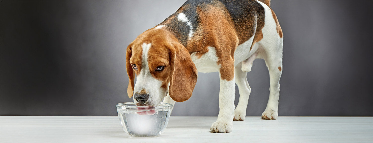 beagle dog drinking water