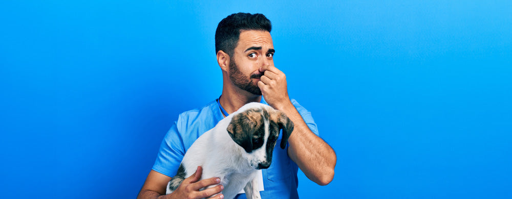 dog bad breath causes and remedies