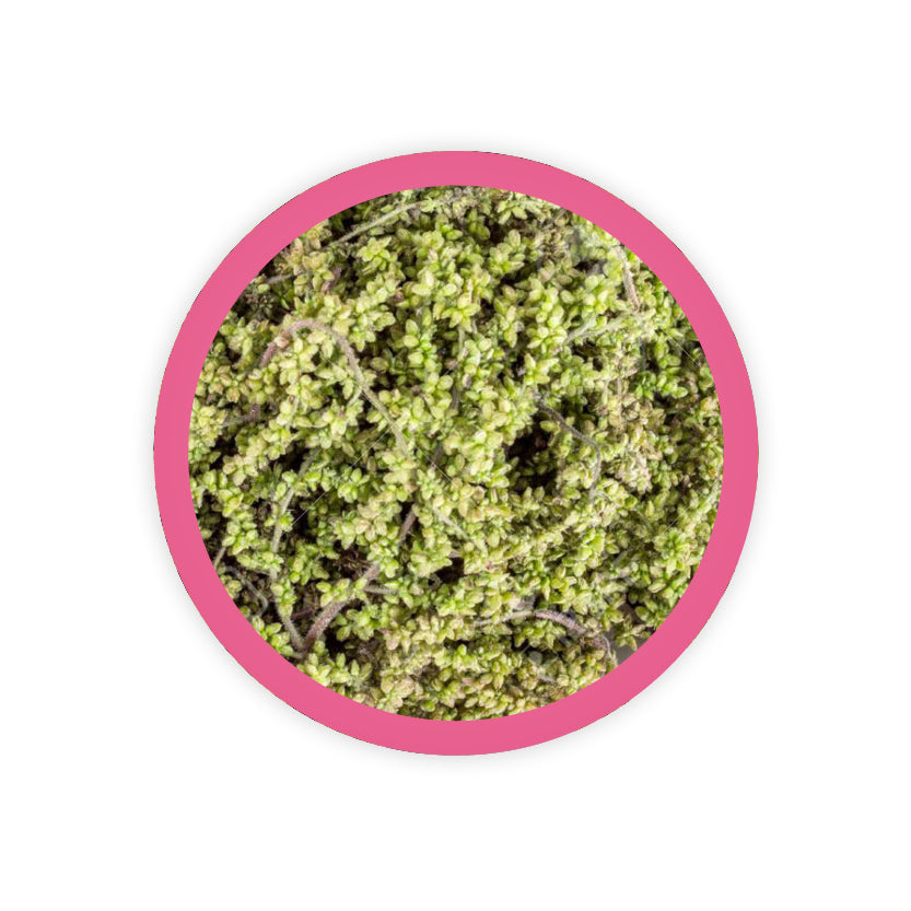 NETTLE SEED
