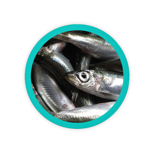 OMEGA 3