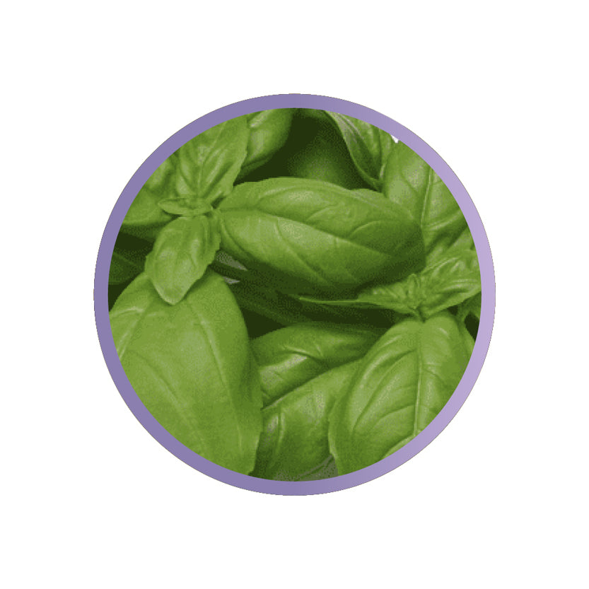 HERBS