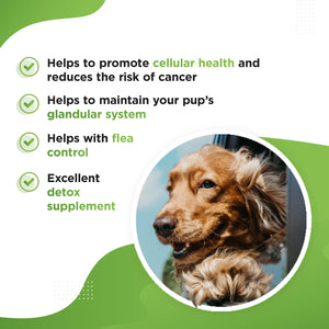 GREEN – Organic Super Greens Supplement for Dogs and Puppies