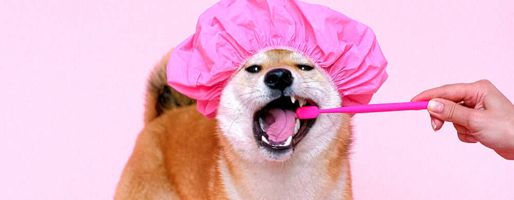 6 Ways to Keep Your Dog’s Teeth Clean and in Good Shape