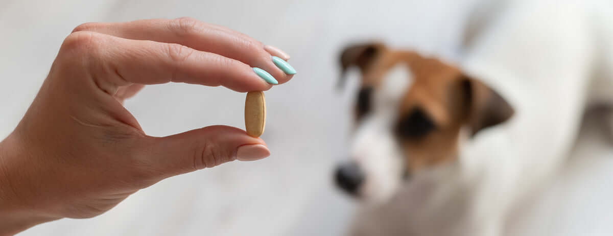 Multivitamins - Should I Give Them to My Dog?