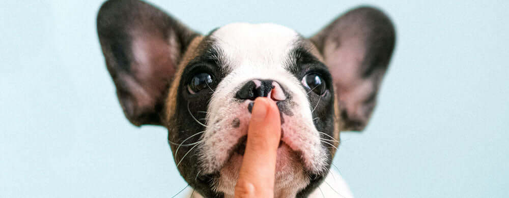 4 Natural Remedies for Dog Scooting