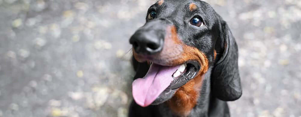 Meet Tummy – Natural Prebiotic & Probiotic for Dogs with Sensitive Stomachs