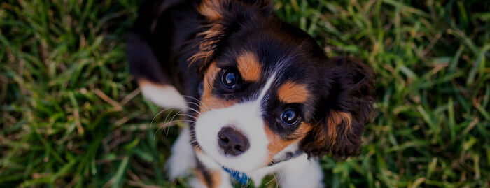 Common Dog Health Issues a New Owner Should Know About