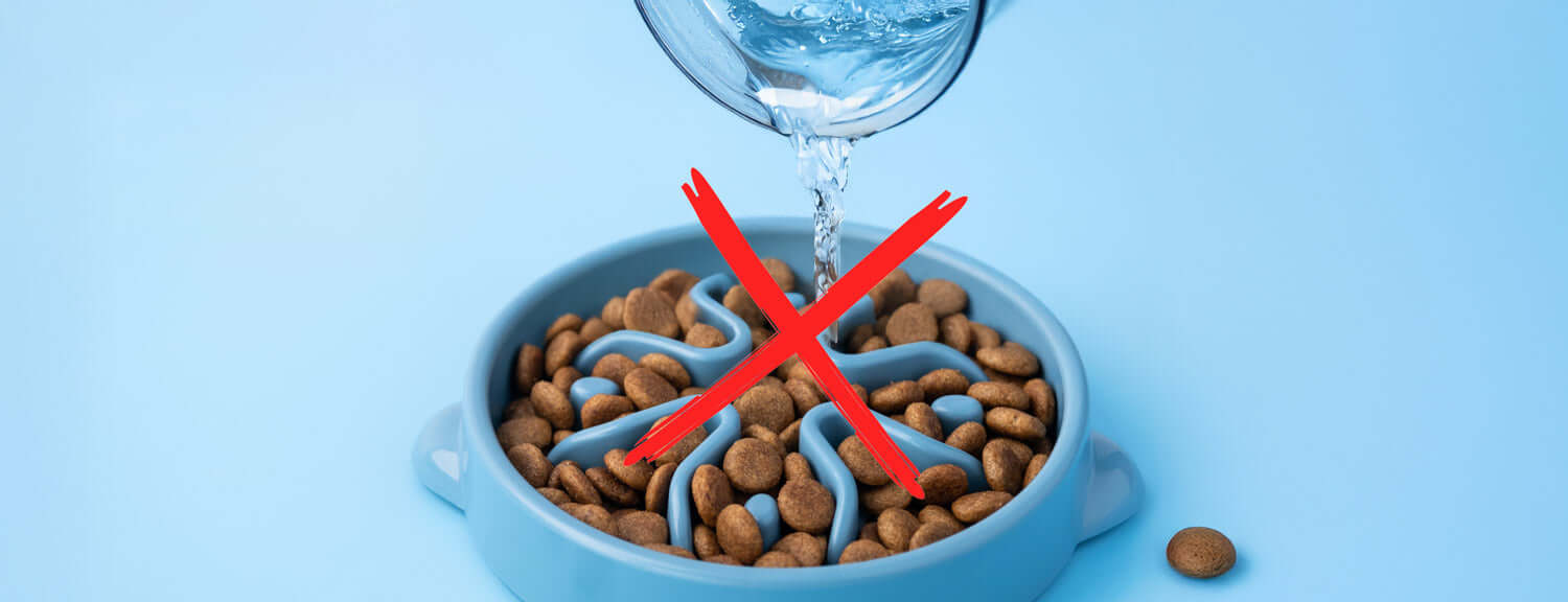 Should You Add Water to Your Dog’s Kibble? Here’s What the Science Says