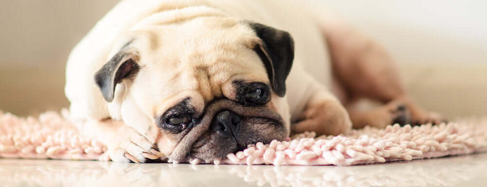 Dog’s Upset Stomach? These Home Remedies Can Help