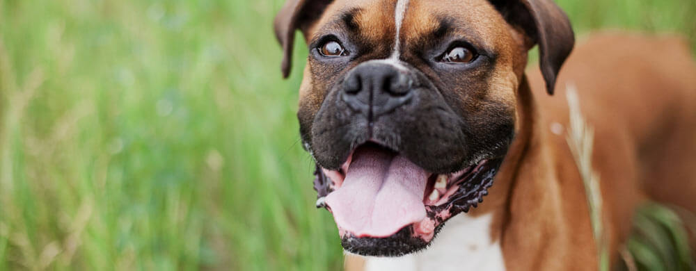 Meet Vitia – Premium Dog Multivitamin Complex for General Wellbeing