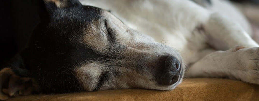 Why Is My Dog Slow All of a Sudden?