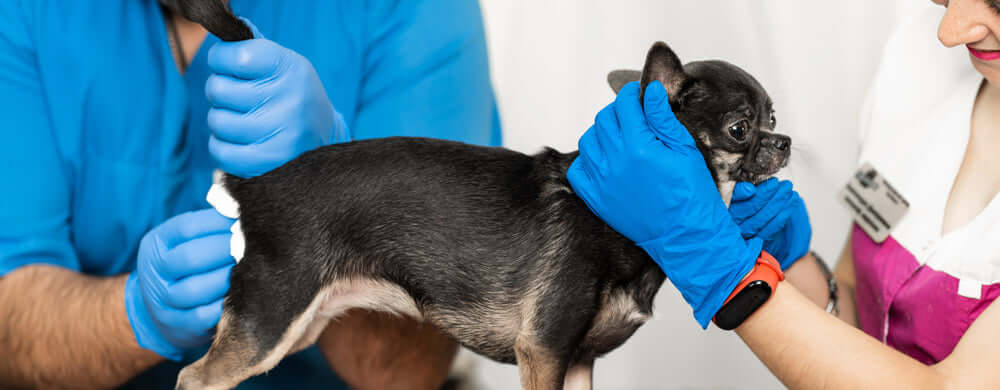 vet manually expressing little dog's anal glands