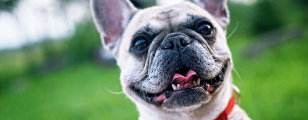 Meet Berri – Advanced Bladder and Kidney Support for Urinary Tract Care