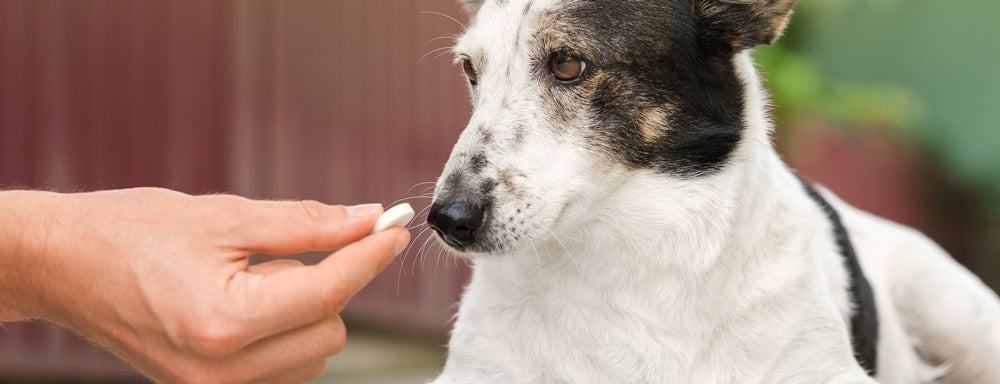 The Benefits of Natural Dog Supplements: Choosing the Right Ingredients for Your Pet