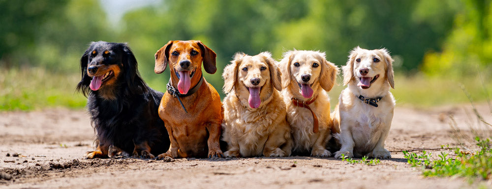 small dog health issues