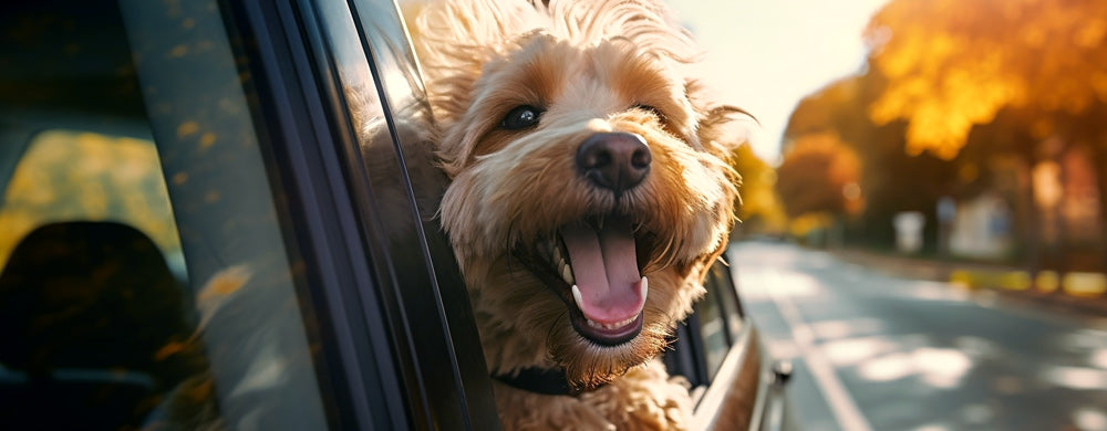 How can I make walks with my dog more interesting?