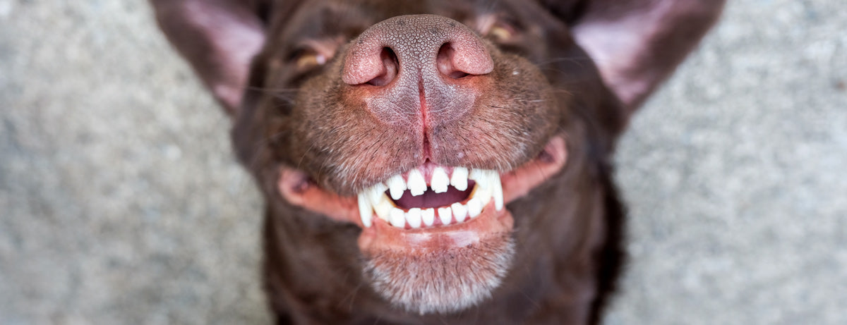 10 Things You Need to Know About Canine Oral Health