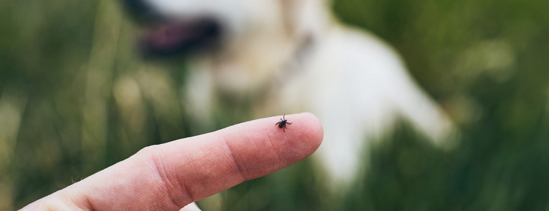 My Dog Has a Tick: What Should I Do Now?