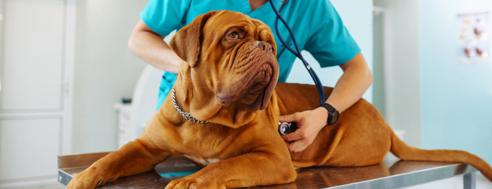 Navigating Urinary Tract Infections in Dogs