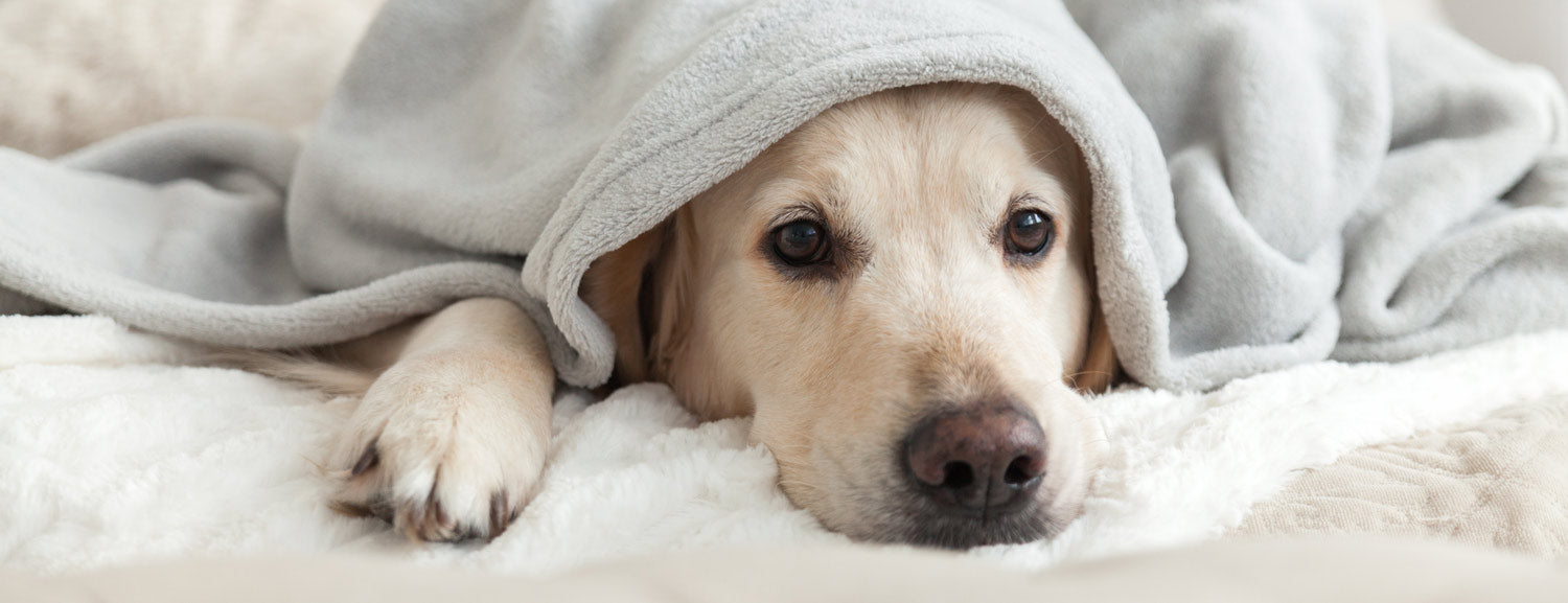 Tips to Help Dogs with Anxiety: Effective Strategies and Supplement Solutions