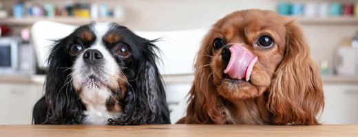 essential nutrients for healthy dog guide to supplements