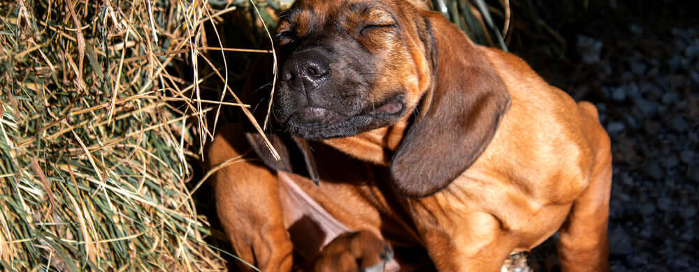 Why Is My Dog Itching? The Causes of Itching in Dogs