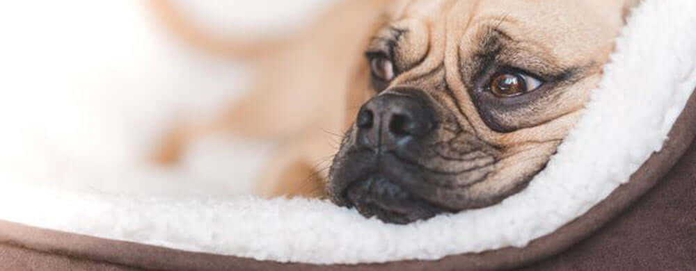 Arthritis in Dogs: How to Recognise, Treat, Manage and Prevent