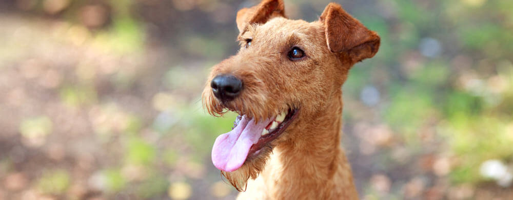 Meet Omega – Natural Omega 3, 6 & 9 Fish Oil Complex for General Wellbeing