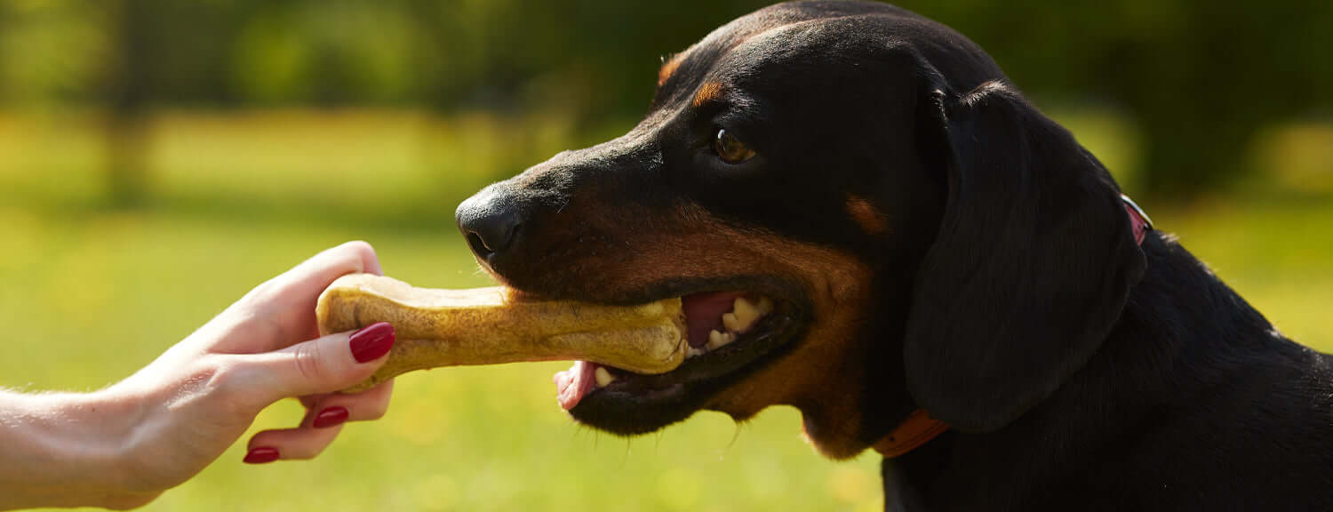 10 Dangerous Dog Chews to Avoid And Safe Alternatives to Choose Instead