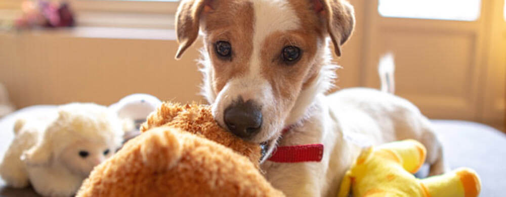 10 Great Ways to Exercise Your Dog Indoors in 2022