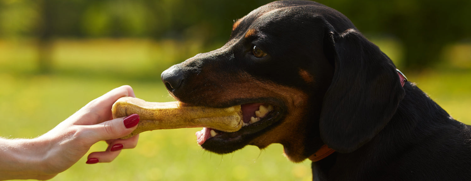 10 Dangerous Dog Chews to Avoid And Safe Alternatives to Choose Instead