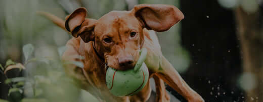 Meet Mobi – Premium Hip and Joint Support for Stiff and Older Dogs with Glucosamine