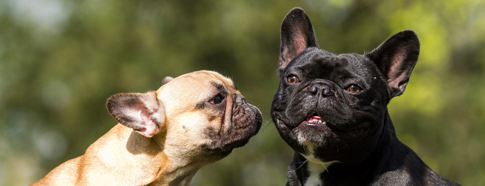 5 Biggest Dog Food Myths