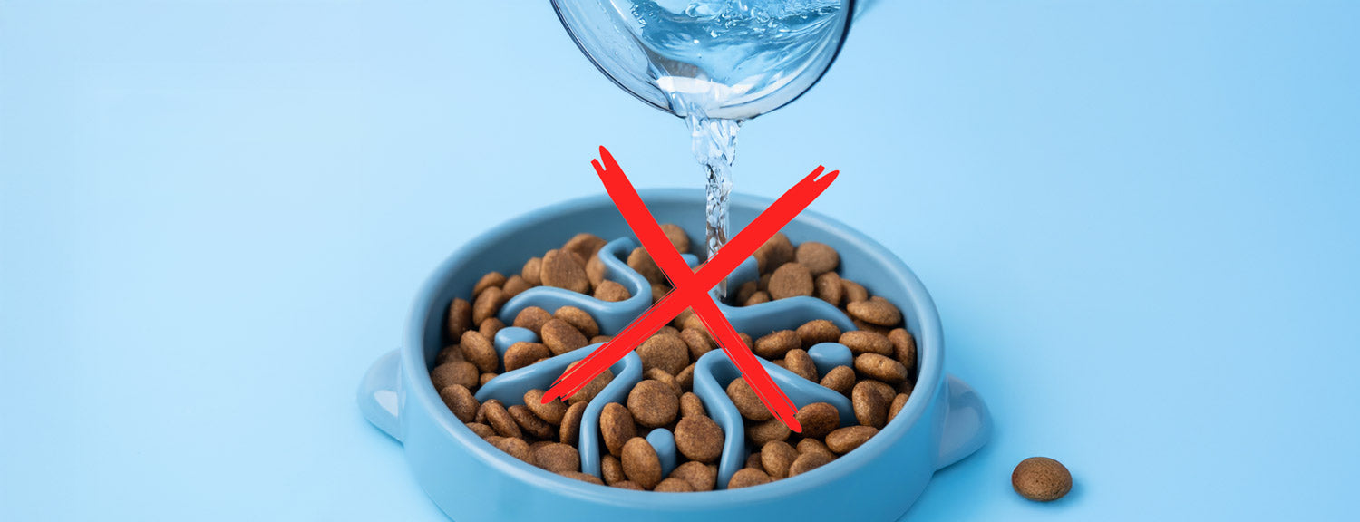Should You Add Water to Your Dog’s Kibble? Here’s What the Science Says