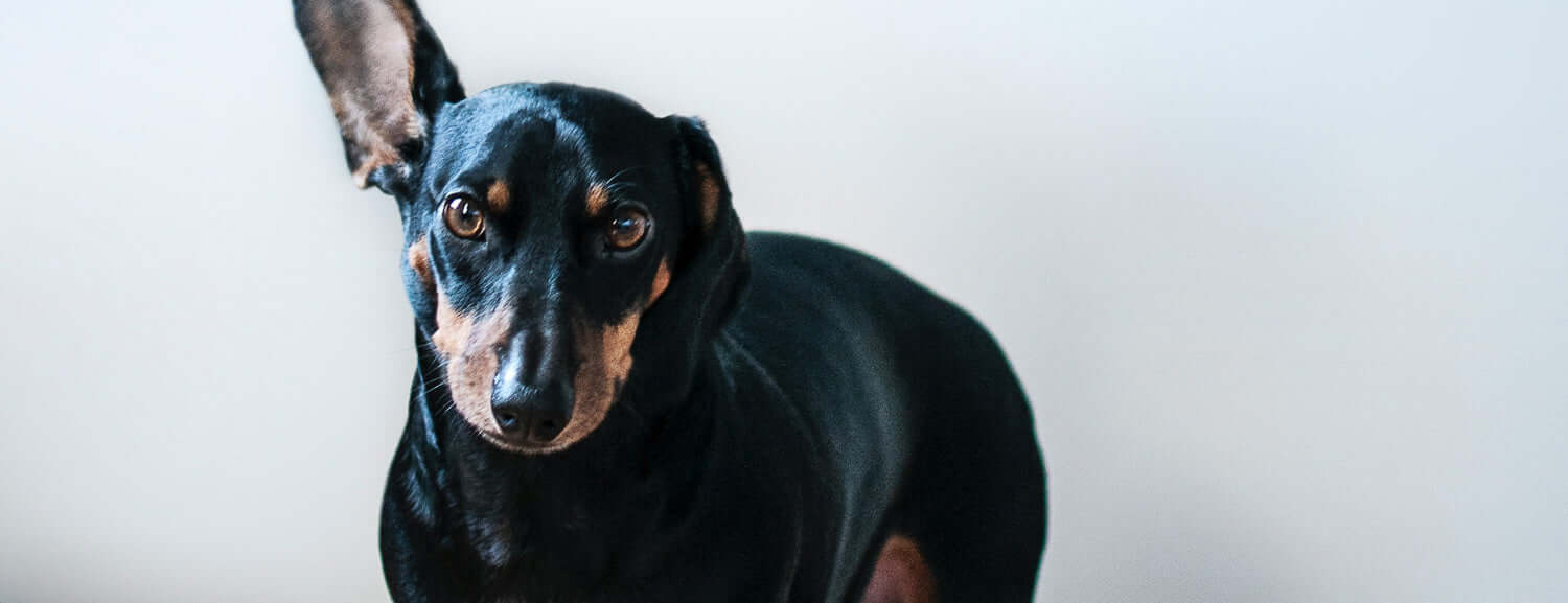 Causes of Diarrhoea in Dogs and What to Do