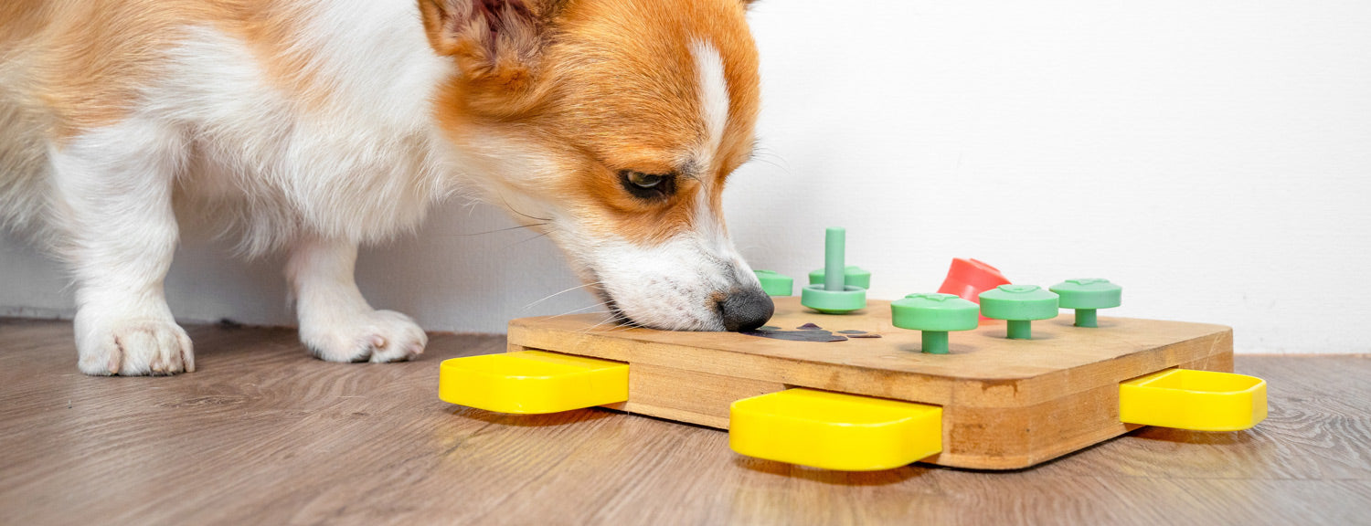 corgi dog playing puzzle game