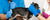 vet manually expressing little dog's anal glands