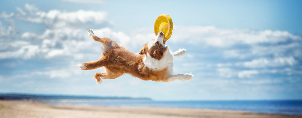 Tips for Keeping Your Dog Safe in the Summer