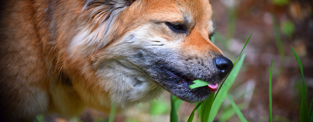 Why puppies fashion eat grass