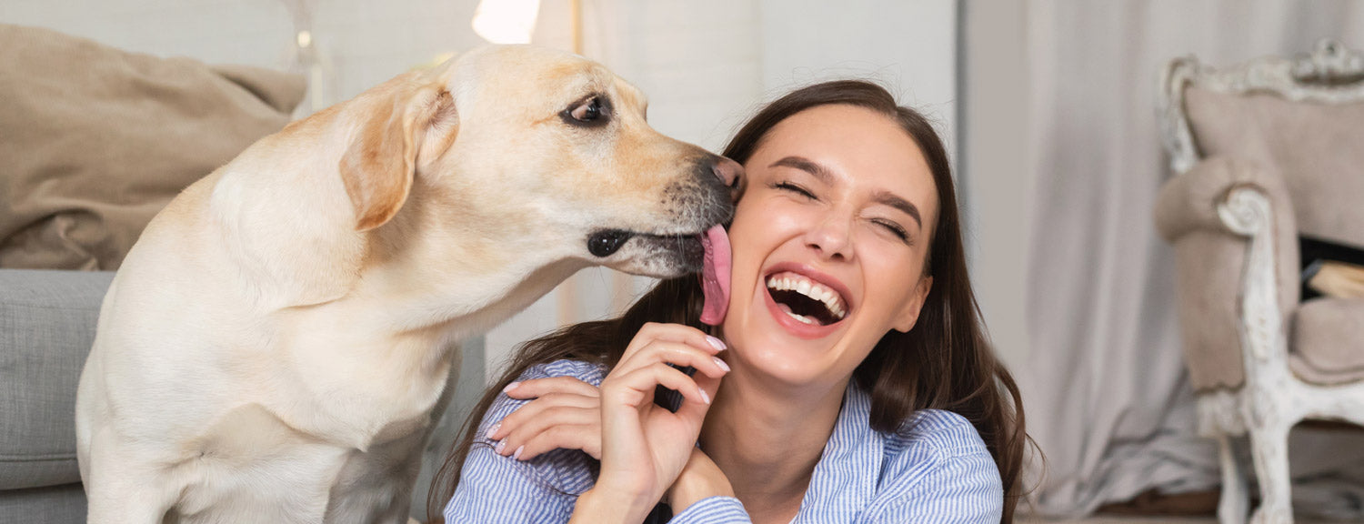 What does shops it mean if a dog licks you