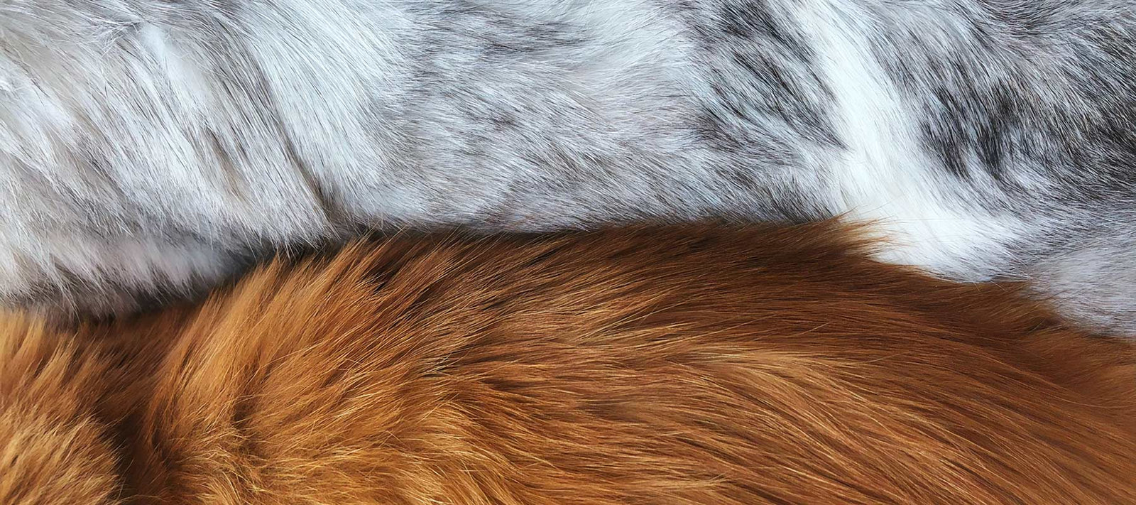 Skin & Coat