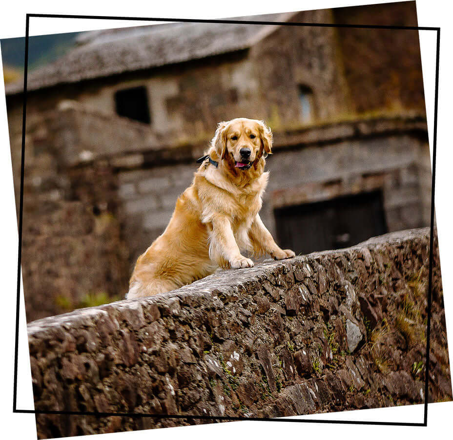Golden Retriever leaning over brick wall.