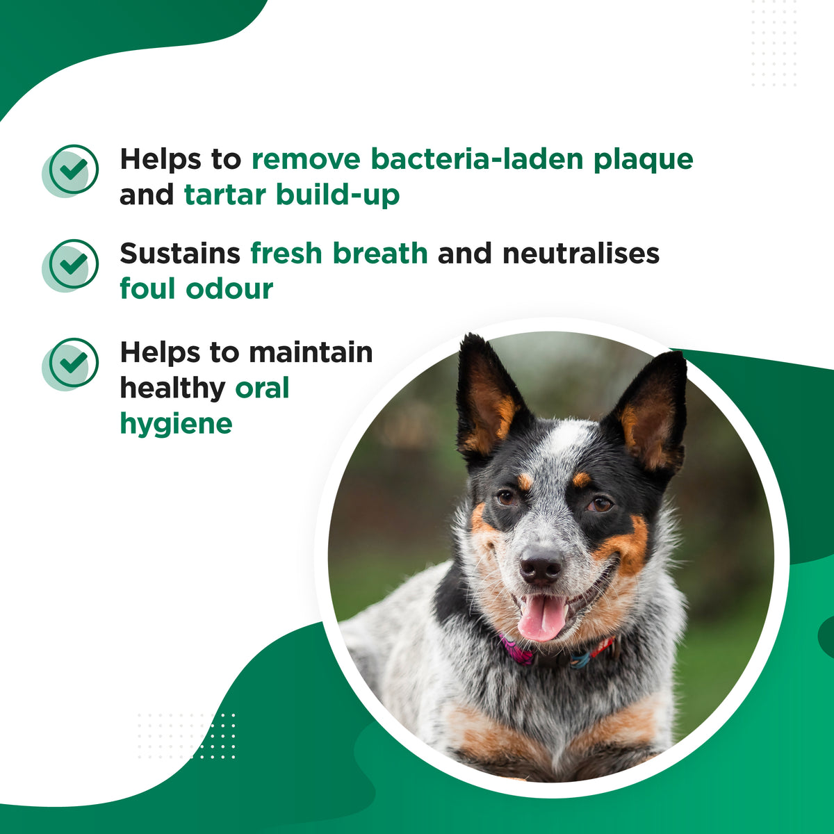 CHOMPER – Organic Tartar &amp; Plaque Remover for Dogs &amp; Puppies