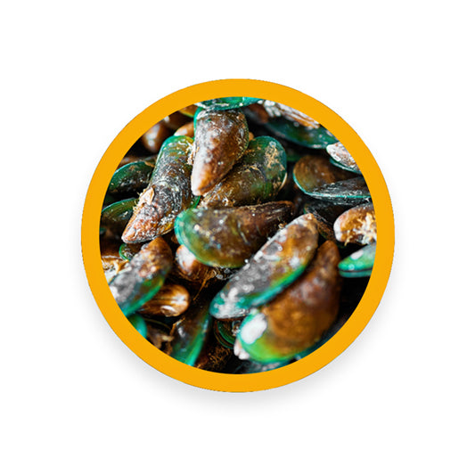 GREEN LIPPED MUSSEL