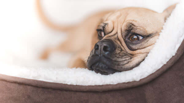 Sad dog with arthritis is resting in his bed.