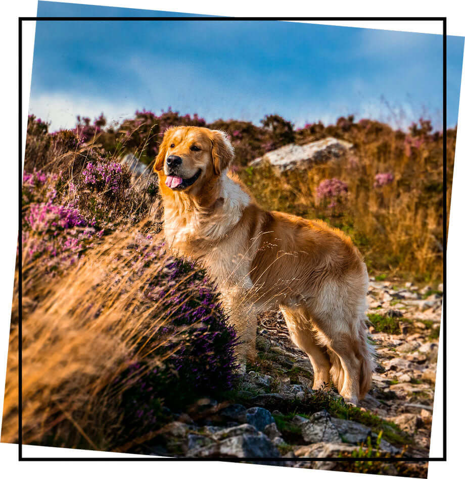 Golden Retriever dog in the field of bushes and flowers.