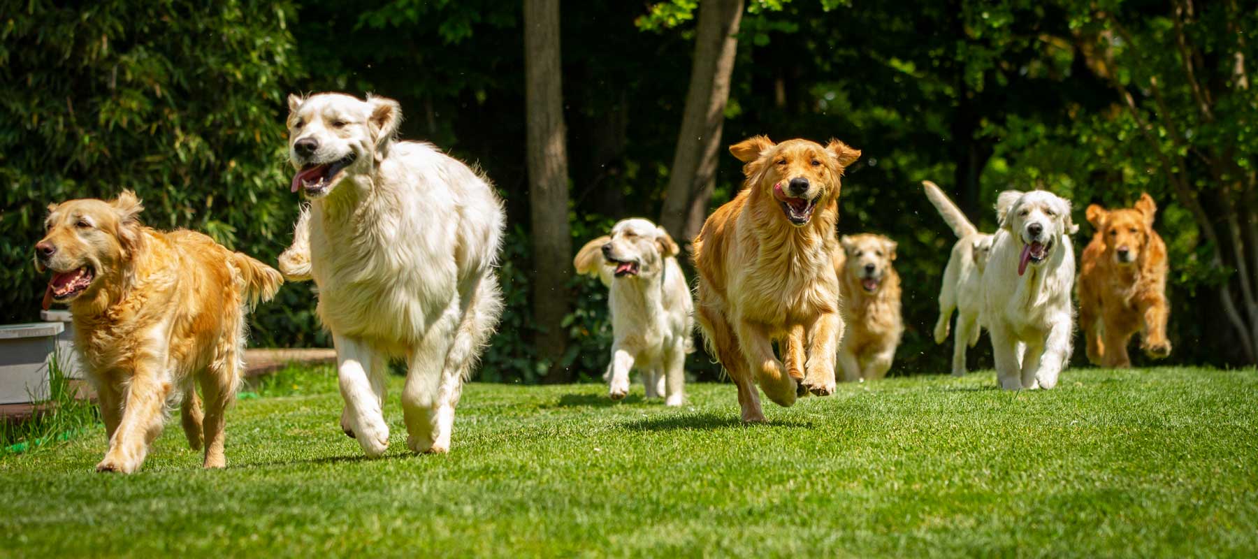 Happy and healthy dogs running through the field.