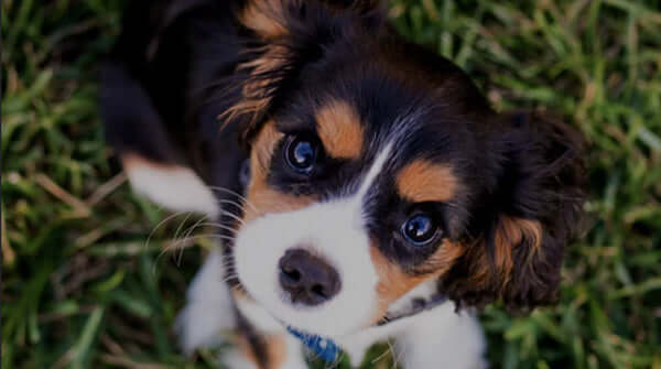 small puppy looking up